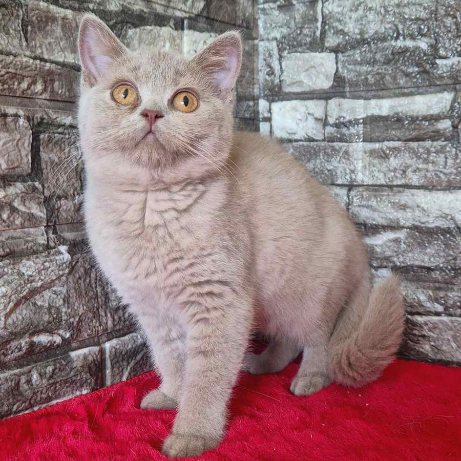 Deizy British Shorthair female, lilac