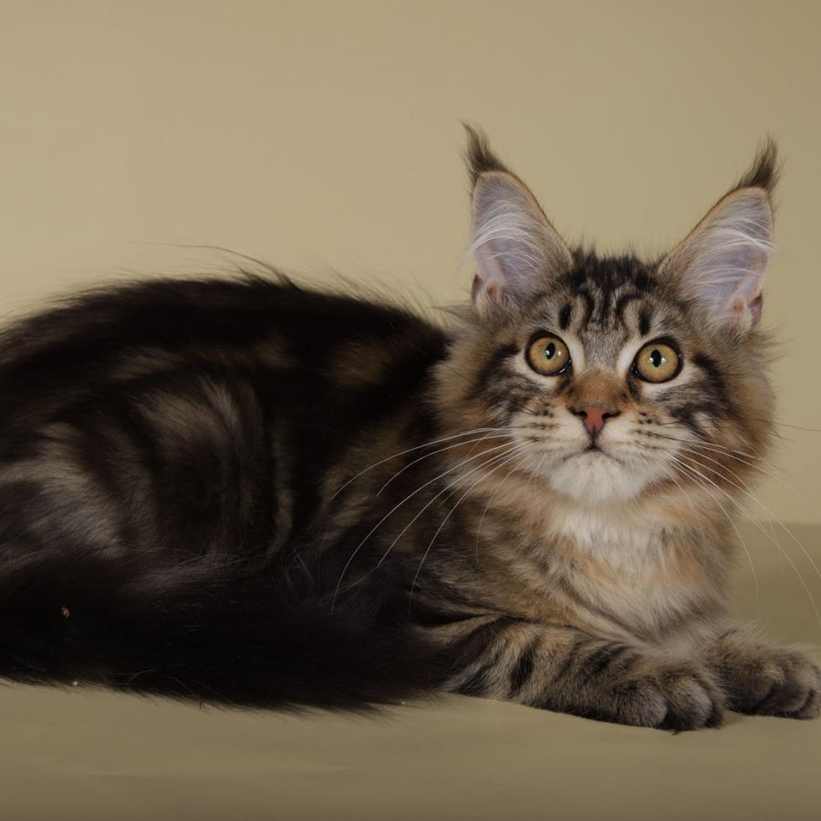 Gella Maine Coon female, black tabby