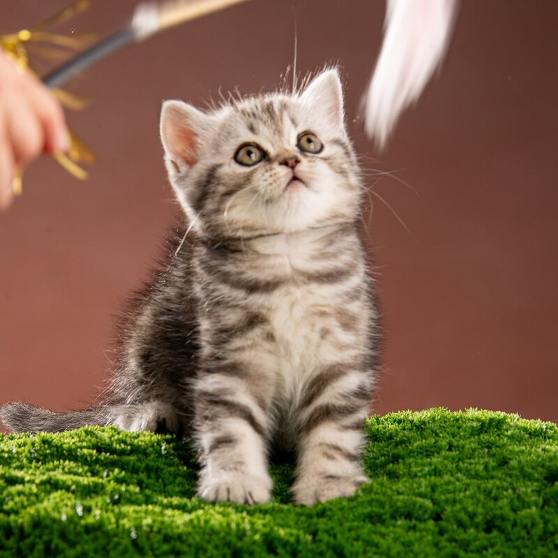 Nicole Scottish Straight female black silver tabby - live animals