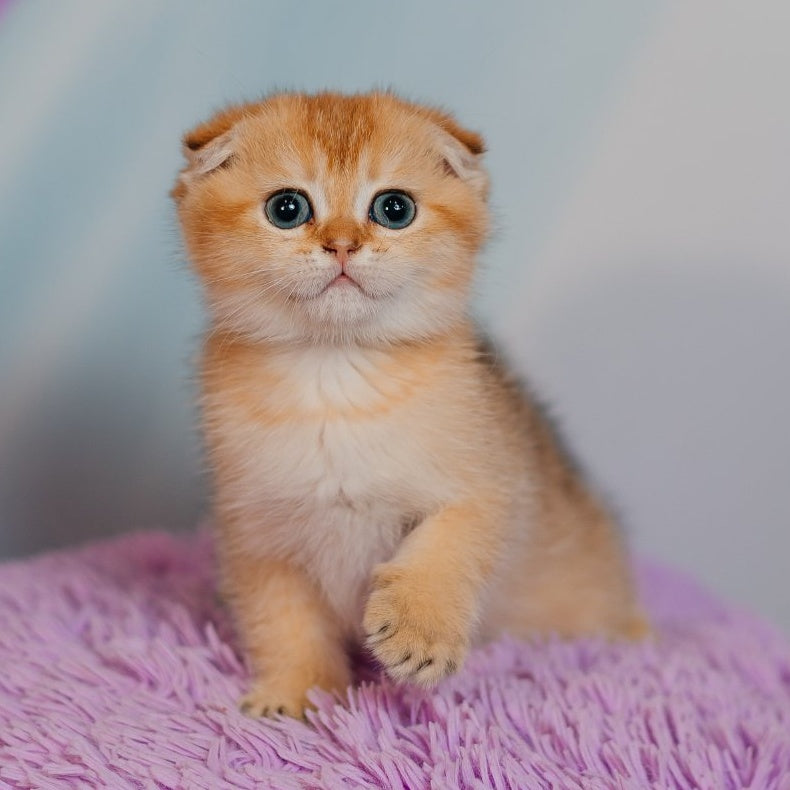 Felix Scottish Fold male, black golden shaded