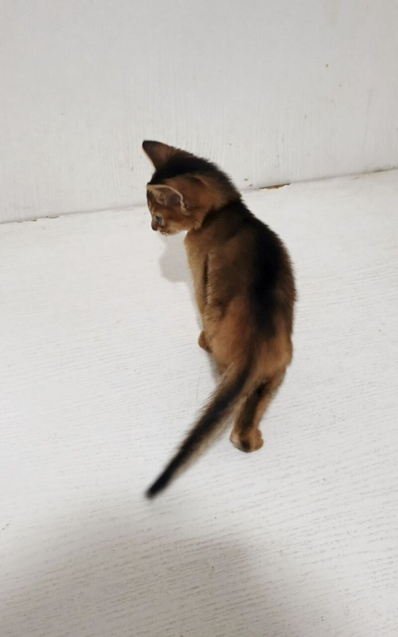 Franklin Abyssinian male, ruddy