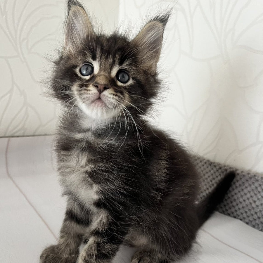 Iron Maine Coon male, black tabby