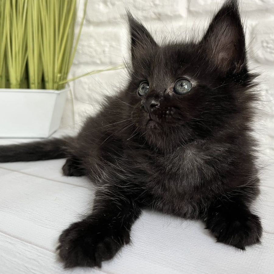 Julie Maine Coon female, black