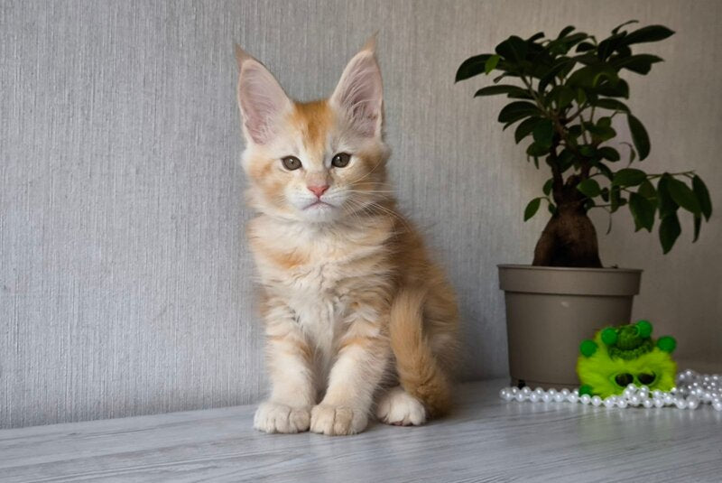 Dakota Maine Coon female, red silver ticked tabby