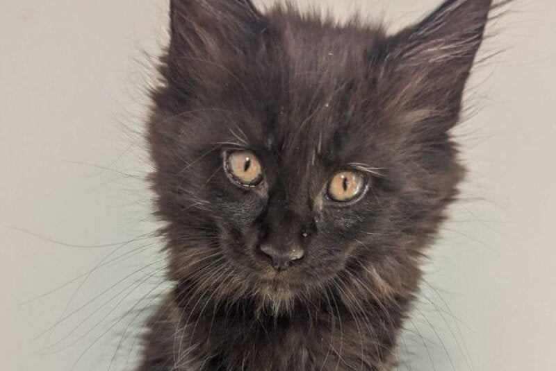 Carmen Maine Coon female, black