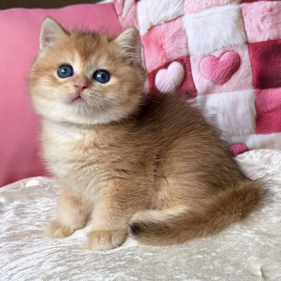 Fantic British Shorthair male, black golden chinchilla