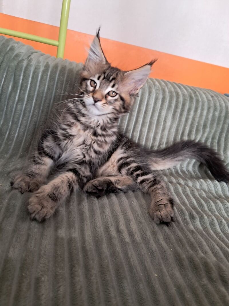 X-Archi Maine Coon male, black tabby