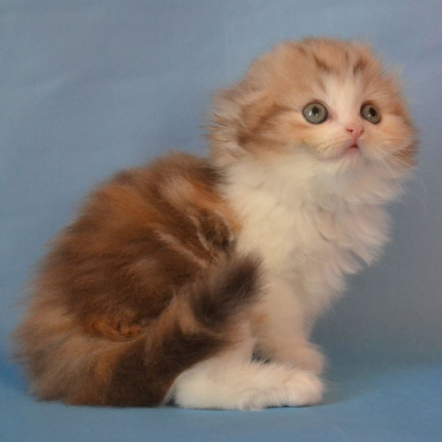 Rose Scottish Fold female, black tortie silver tabby bicolour