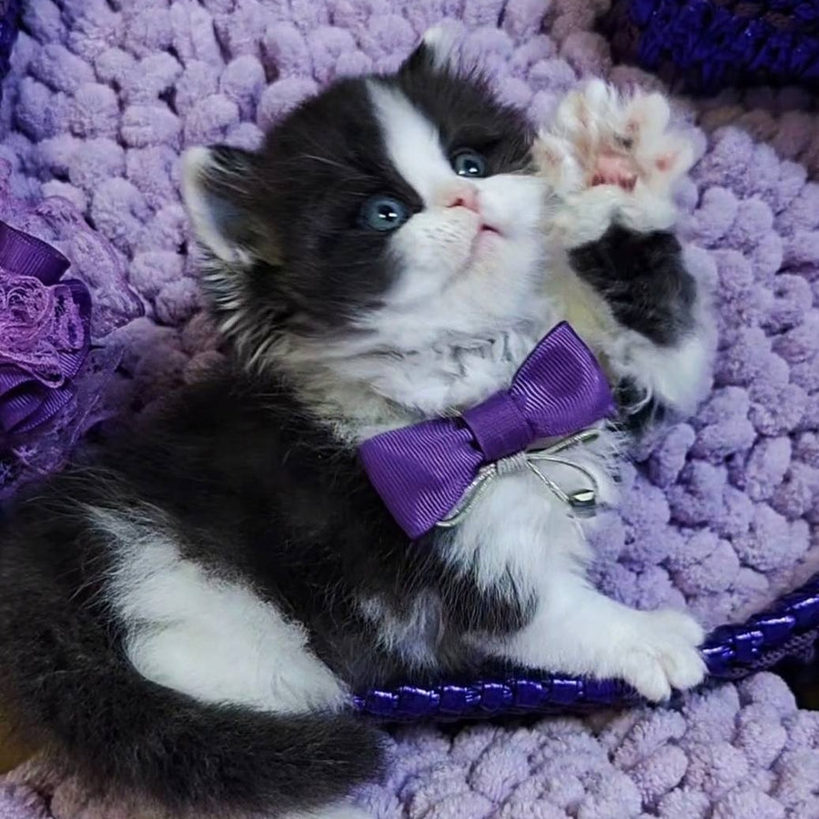 Velvet Scottish Straight male, black bicolour tabby