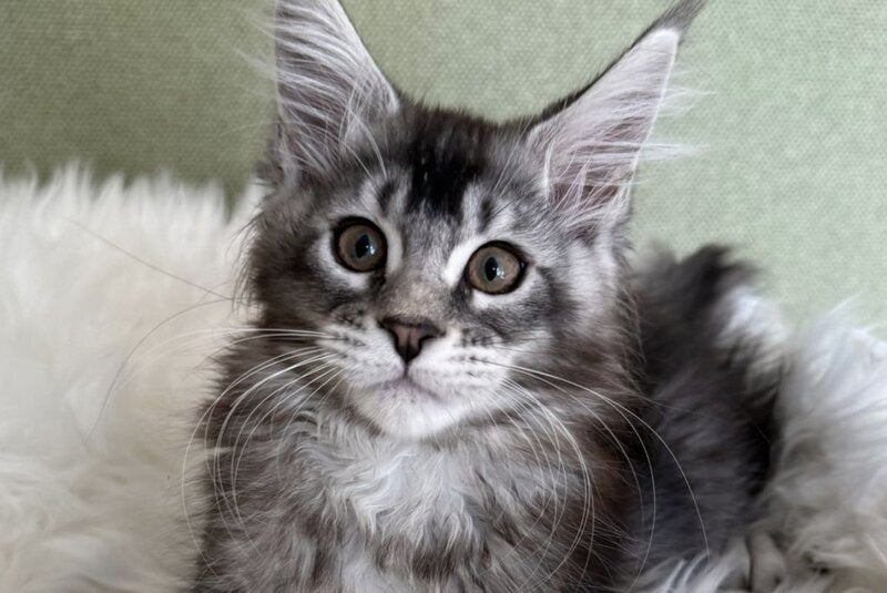 Orvel Maine Coon male polydactyl, black silver ticked tabby