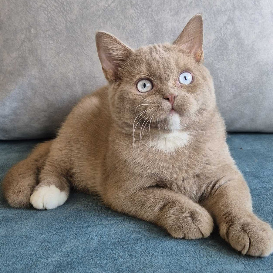 Lion British Shorthair male, fawn with white