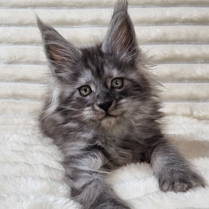 Uno Maine Coon male, black silver