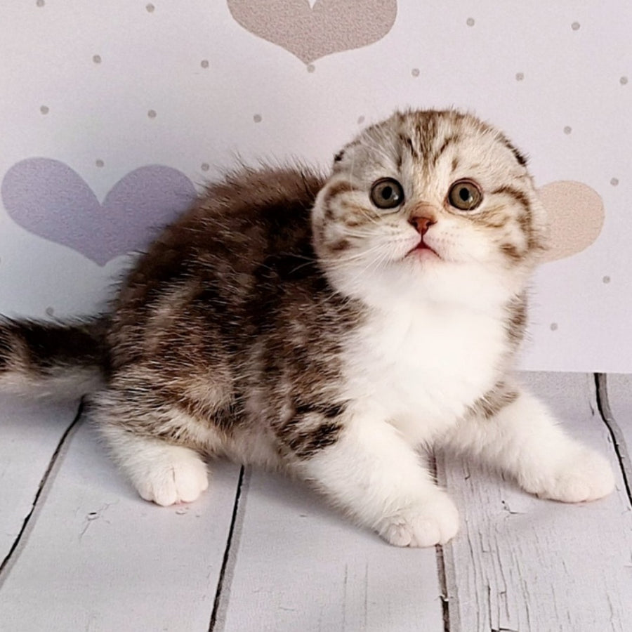 Barcelona Scottish Fold female, chocolate silver tabby bicolour