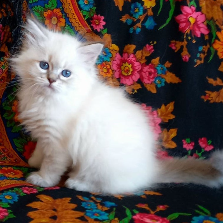 Mathias Siberian male, blue tabby pointed