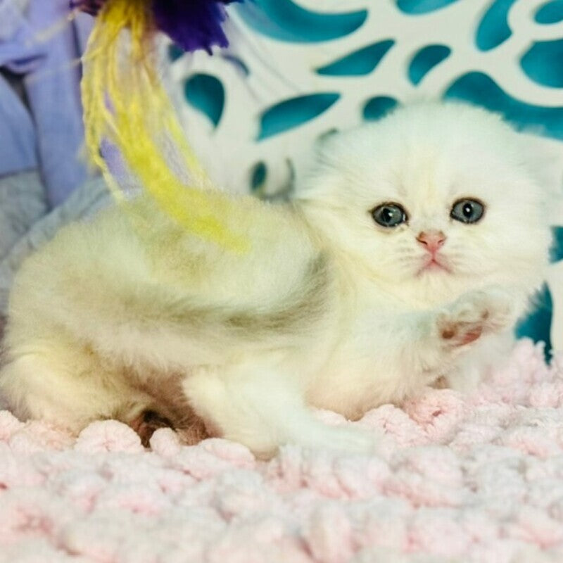 Coco Scottish Fold female, black silver shaded