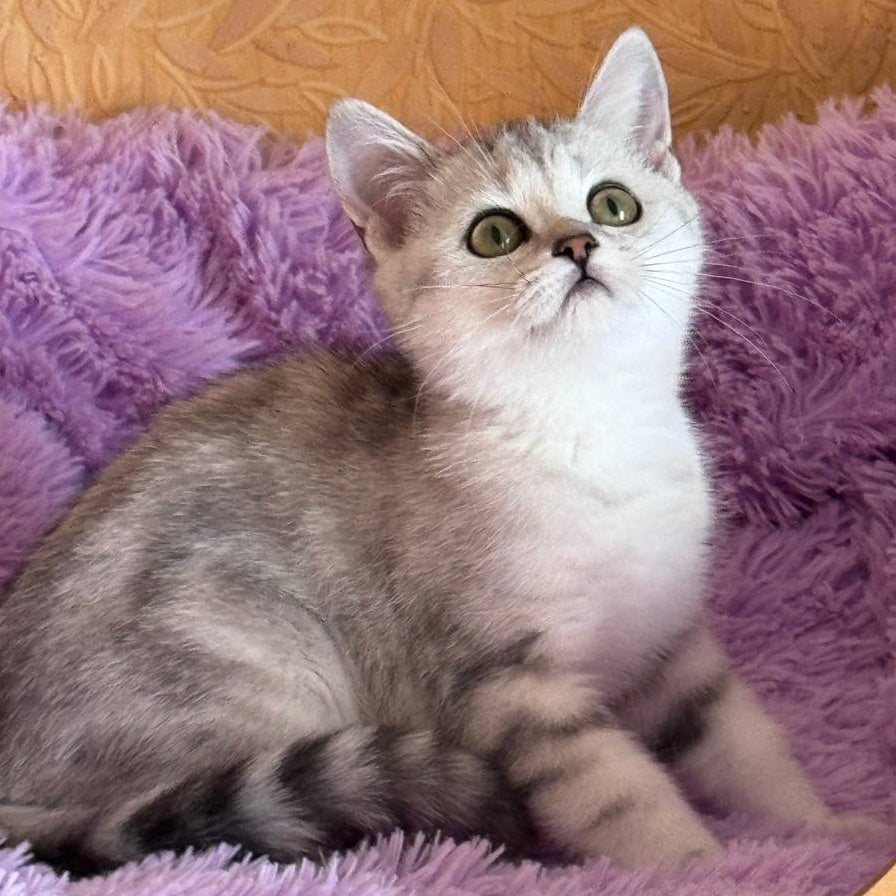 Stefani British Shorthair female, black silver tabby