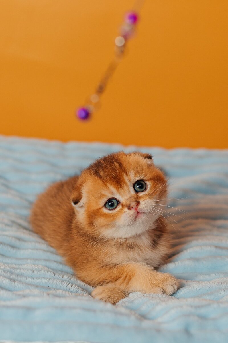 Vangog Scottish Fold male, black golden ticked tabby
