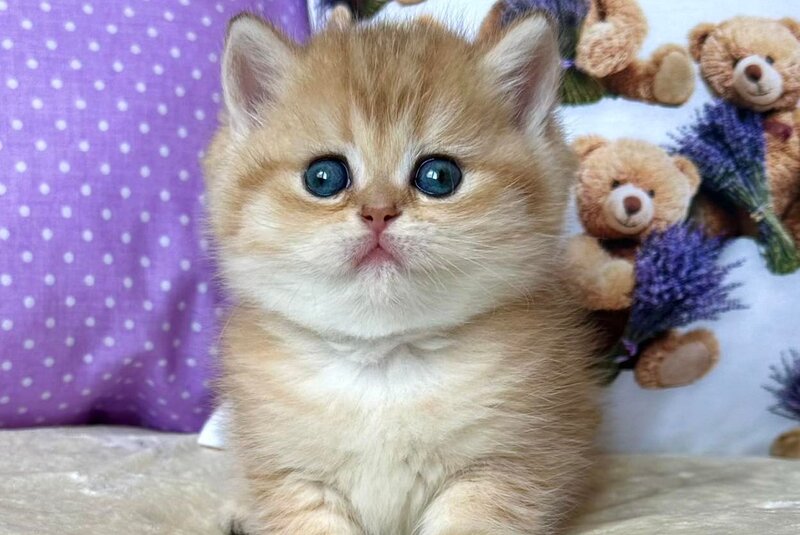 Dina British Shorthair female, black golden spotted tabby