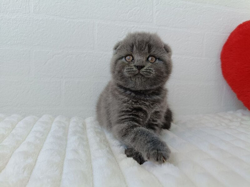 Winnie Scottish Fold female blue - live animals