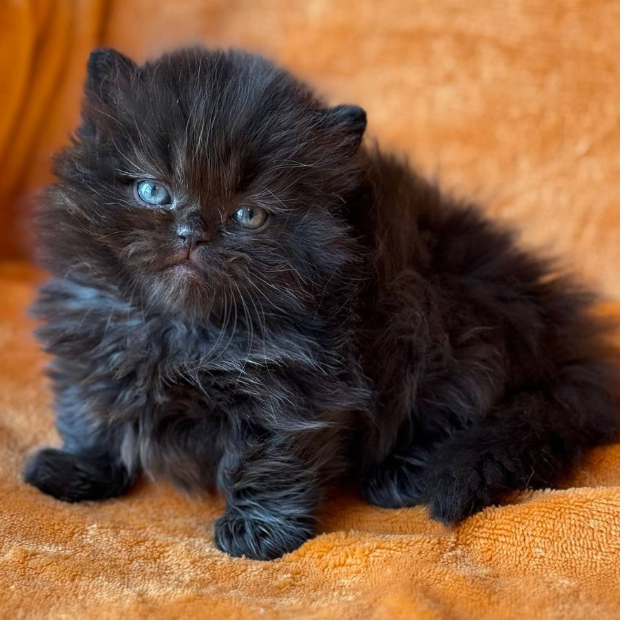 Martin Munchkin male, black