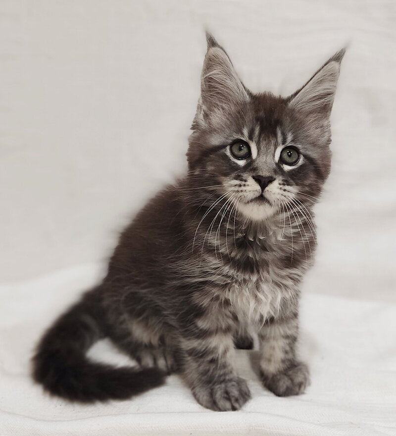 Drive Maine Coon male, black silver tabby