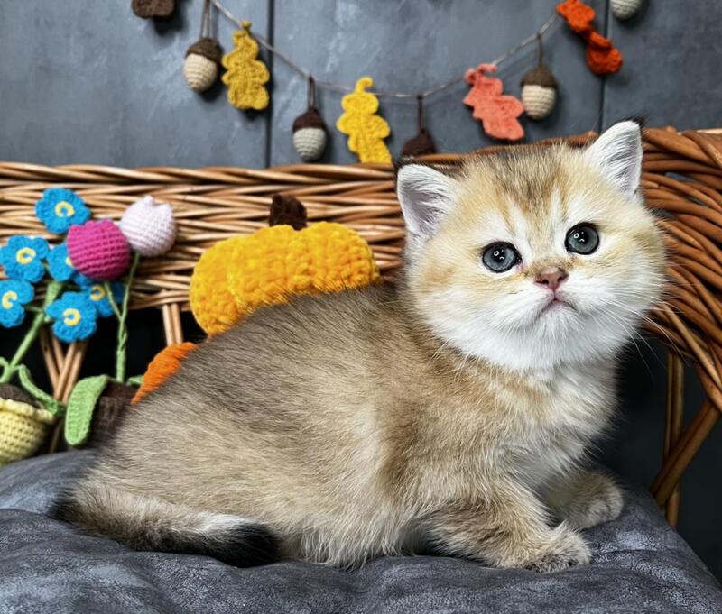 Flora Scottish Straight female, black golden shaded