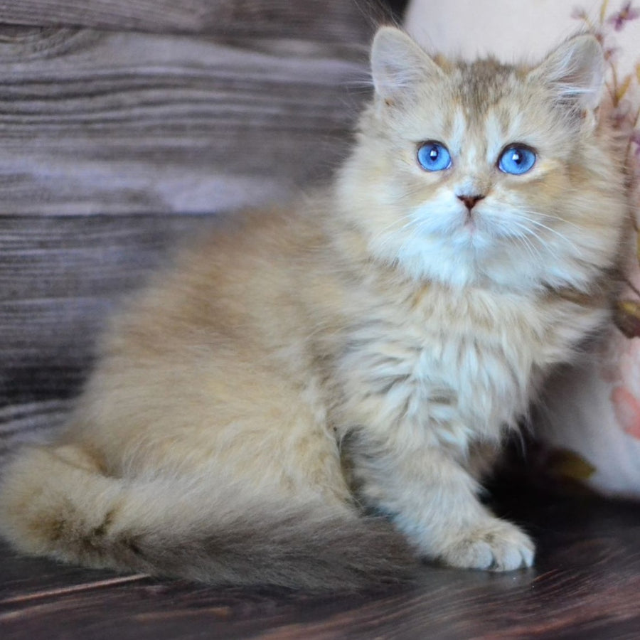 Hloya British Longhair female, chocolate golden ticked tabby bicolour