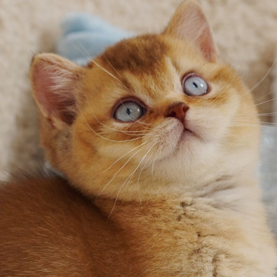 Wolf British Shorthair male, cinnamon ticked tabby with white