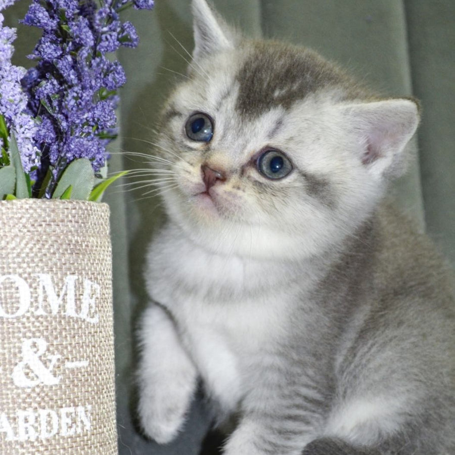 Anet Scottish Straight female, blue silver ticked tabby