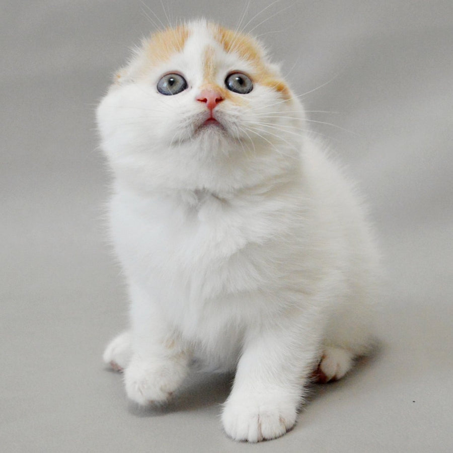 Xanthe Scottish Fold female, red silver tabby van