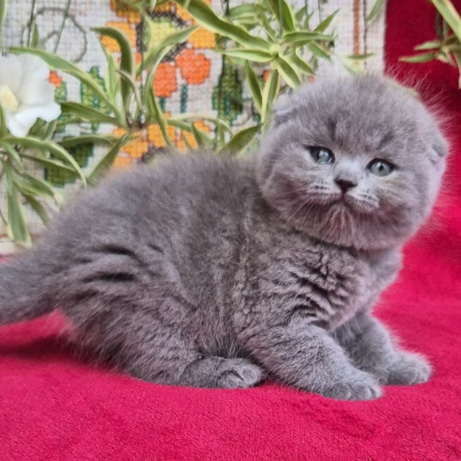 Lexi Scottish Fold female, blue