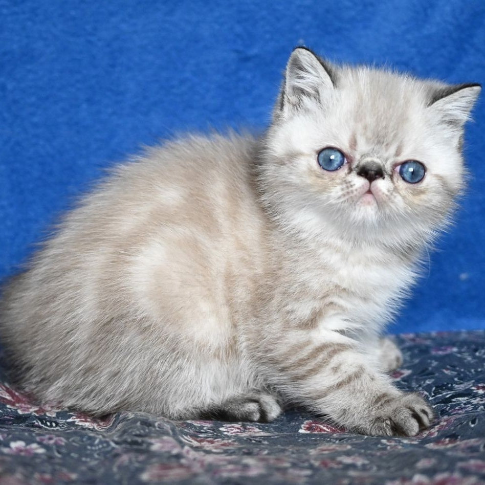 Aris Exotic male, black tabby pointed