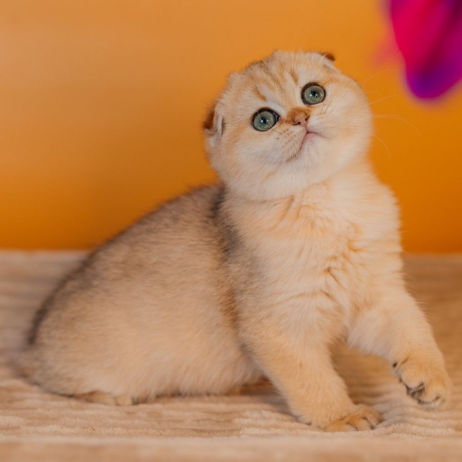 Feride Scottish Fold female, black golden shaded