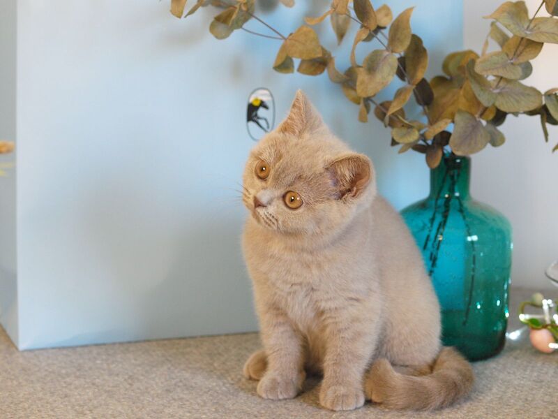 Nola British Shorthair female lilac - live animals