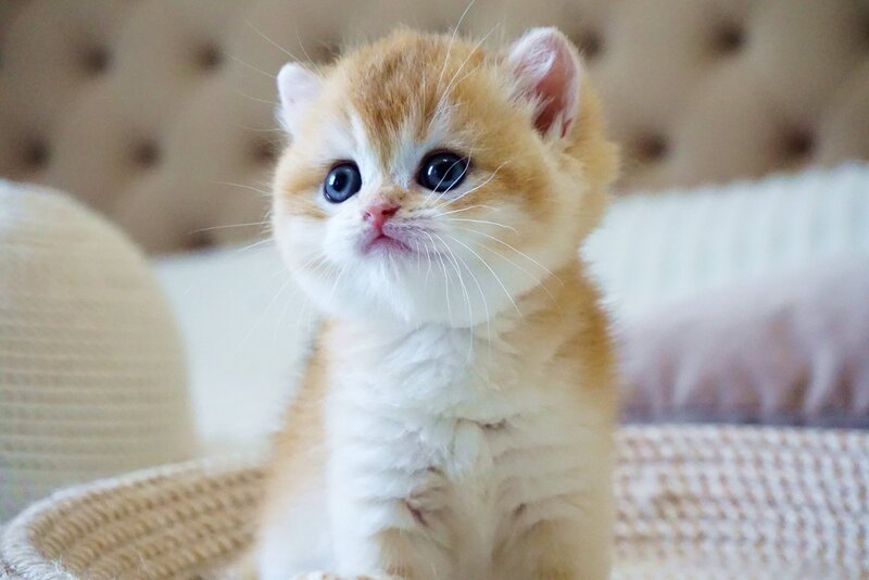 Deni British Shorthair male, black golden chinchilla