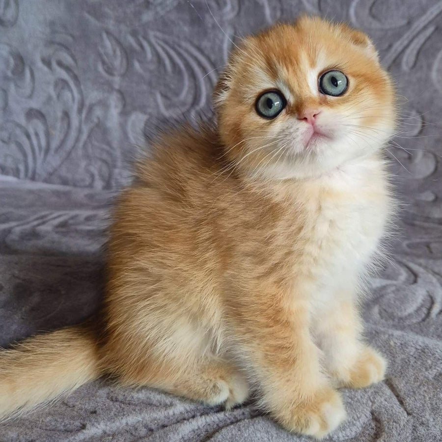 Leyla Scottish Fold female, black golden chinchilla