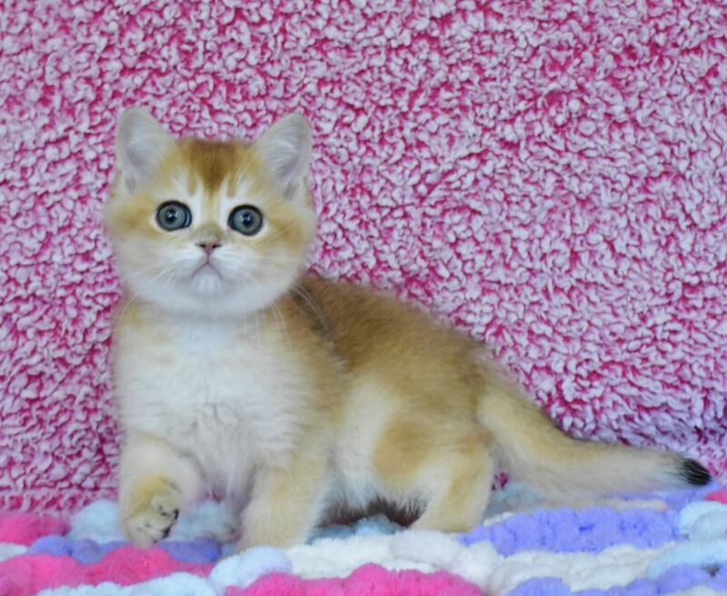 Oskar British Shorthair male, black golden chinchilla