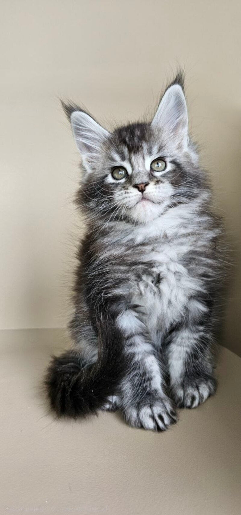 Edward Maine Coon male, black silver ticked tabby