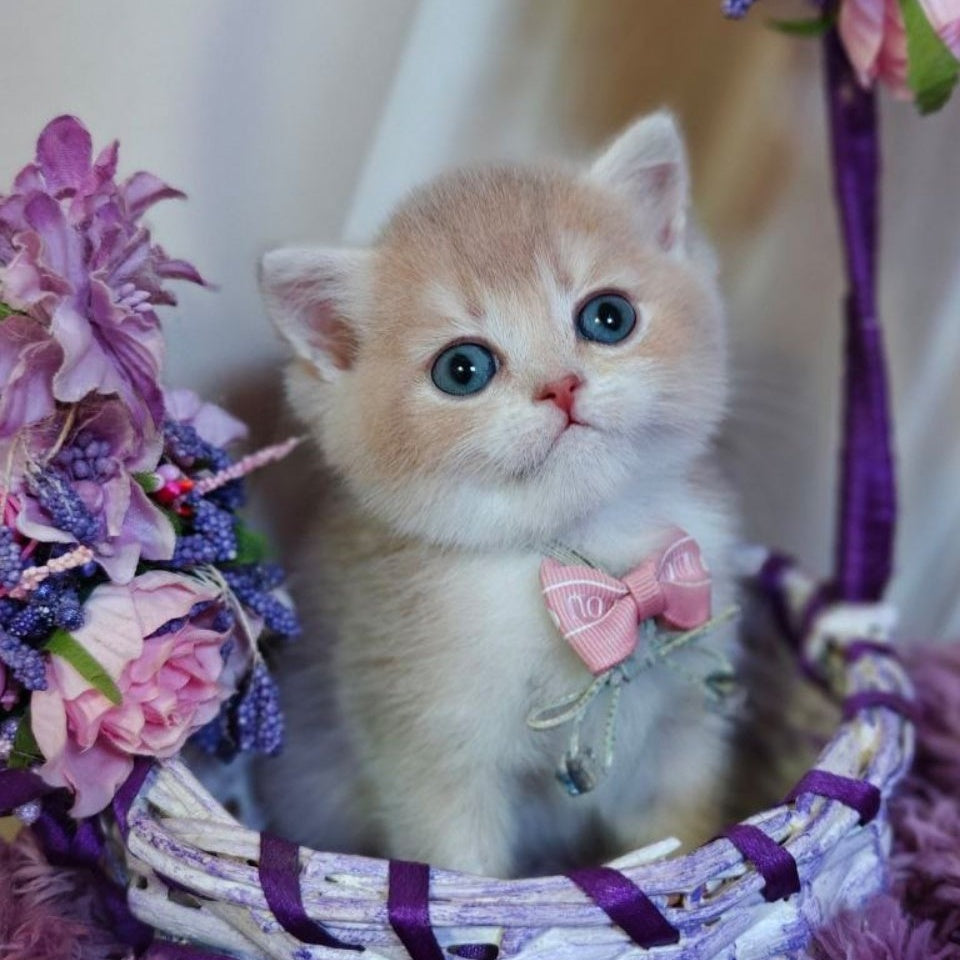 Yumi British Shorthair male, lilac golden shaded