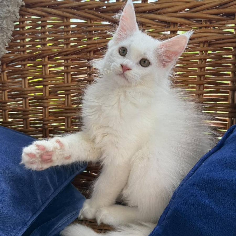 Vivian Maine Coon male, white