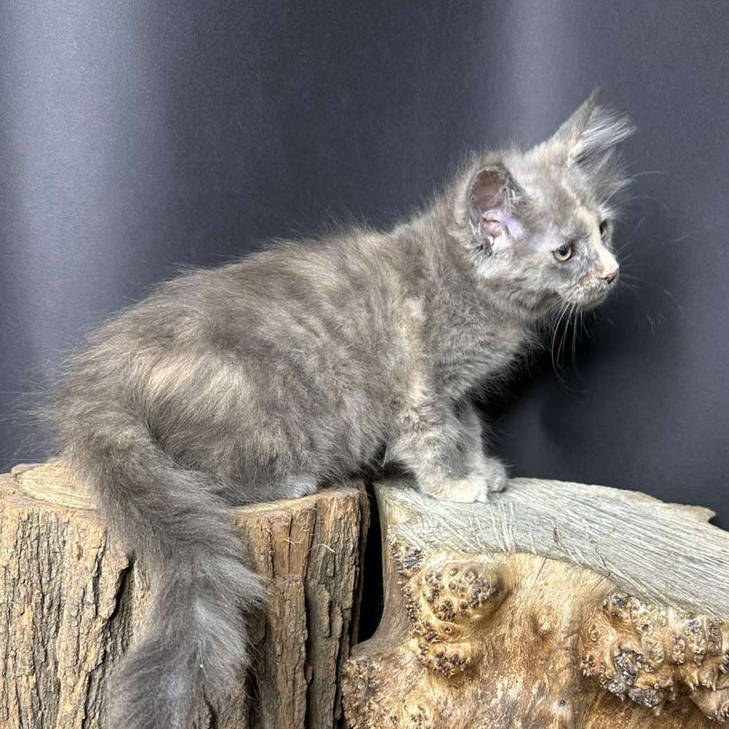 Petunia Maine Coon female, blue tortie with white