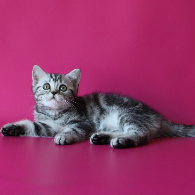 Solomiya Scottish Straight female, black silver tabby