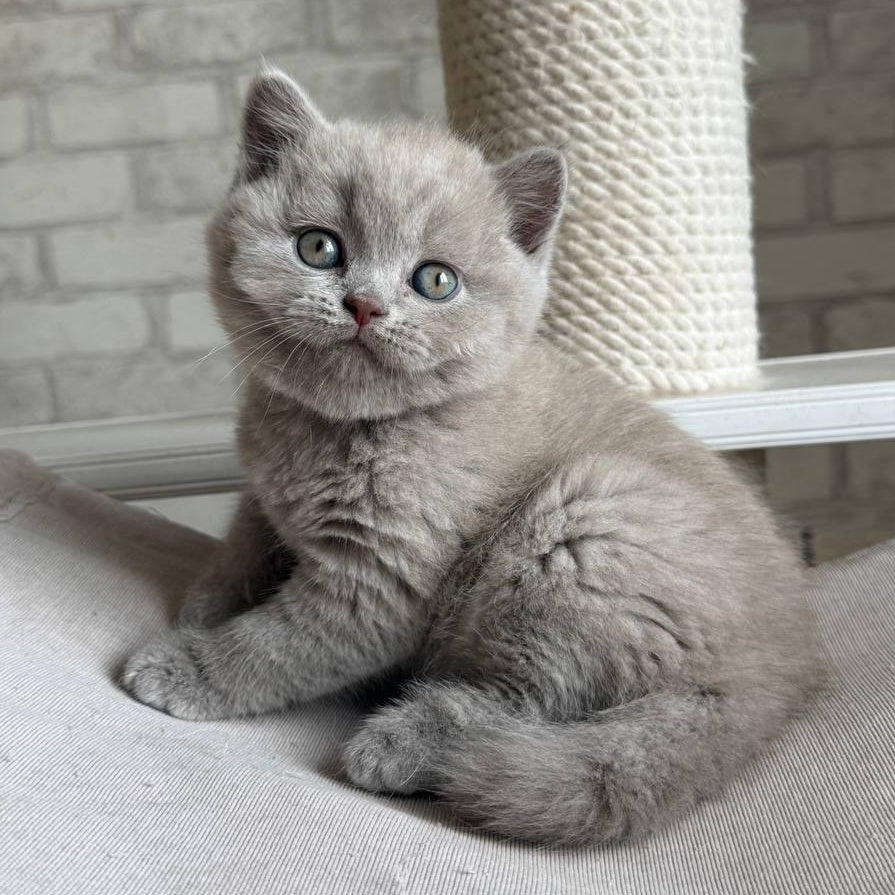 Bastian British Shorthair male, lilac