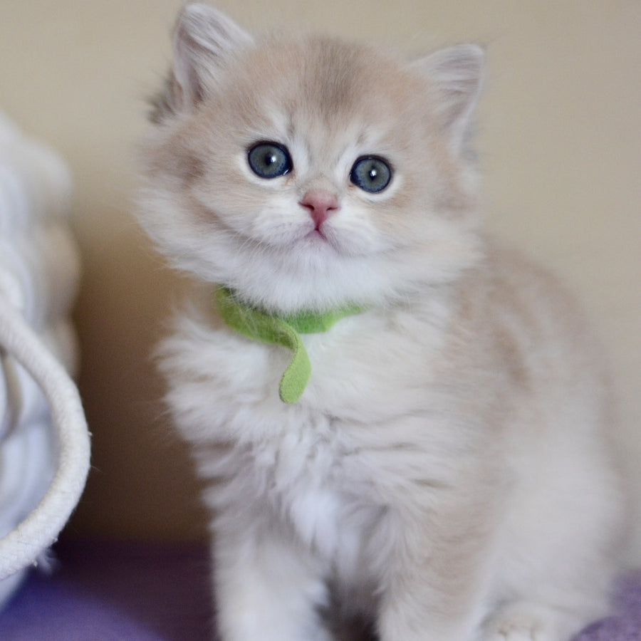 Yarik British Longhair male, blue golden chinchilla