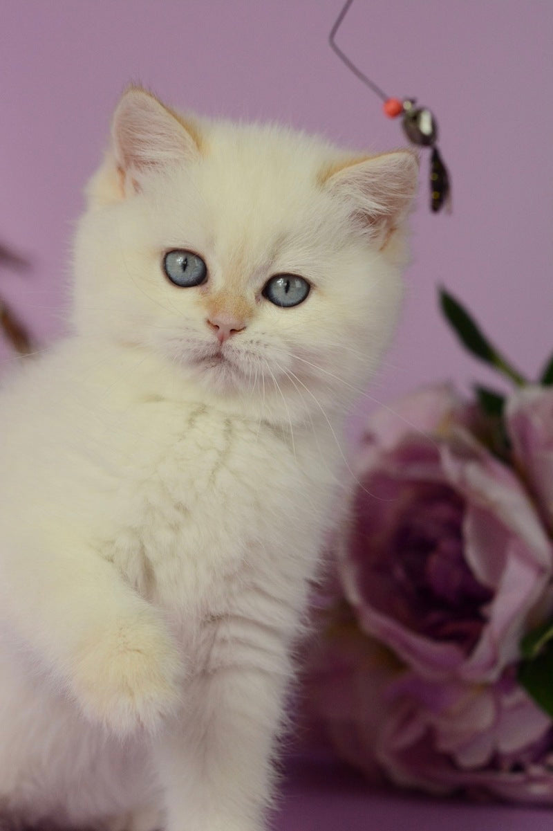 Rosa British Shorthair female, black golden shaded pointed