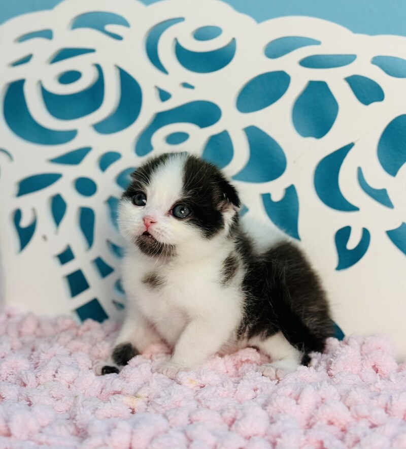 Bubble Scottish Fold male, black bicolour