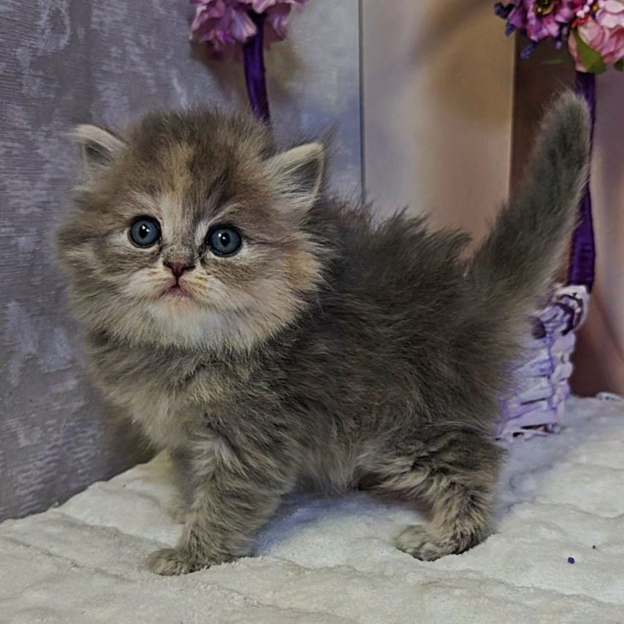Udacha British Longhair female, blue tortie