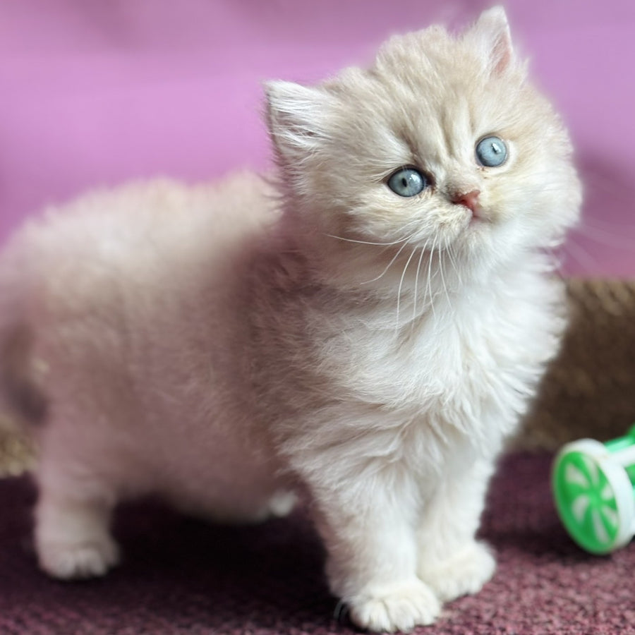 Shanti British Longhair female, lilac golden shaded