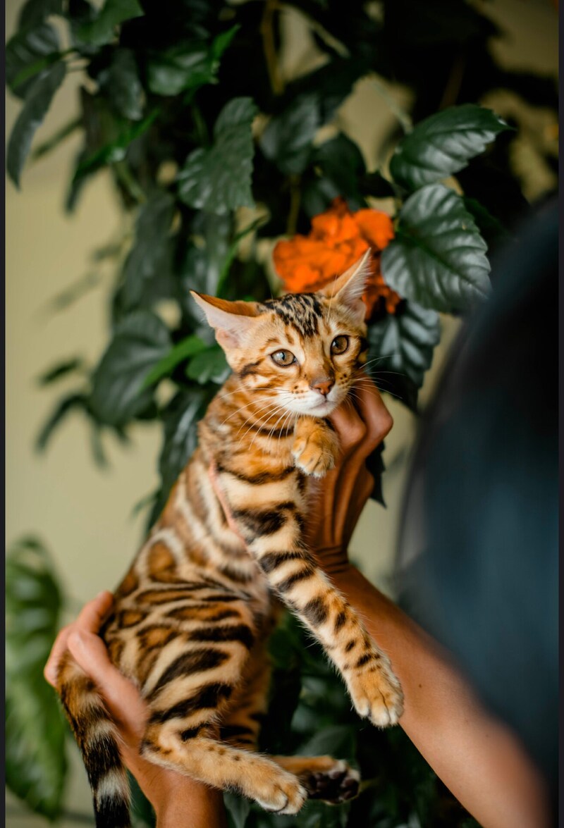 Alma Bengal female, black spotted tabby