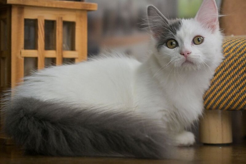 Teodoro Munchkin male, blue van